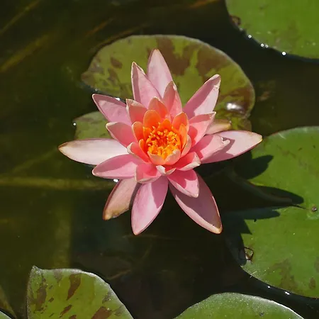 Bed and breakfast Pallavicini