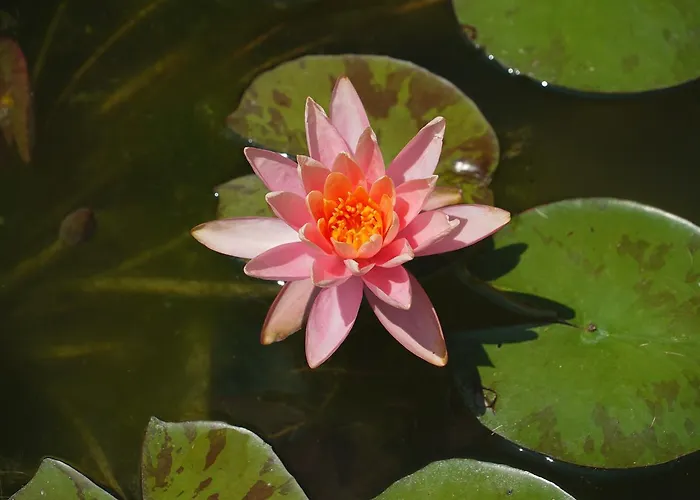 Bed & Breakfast Pallavicini