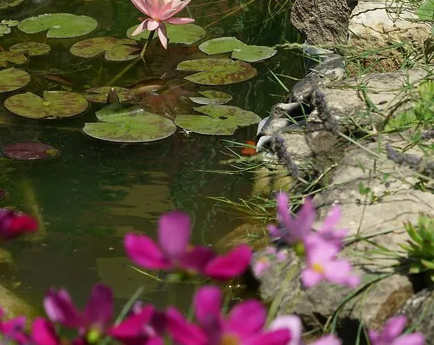 Bed & Breakfast Pallavicini 4*